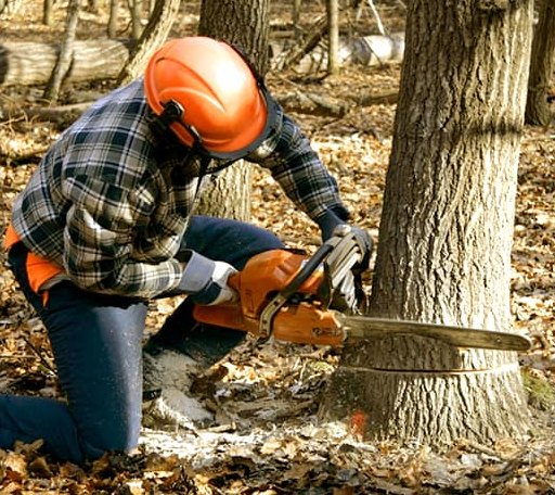 Tree Removal in Ashley, IN